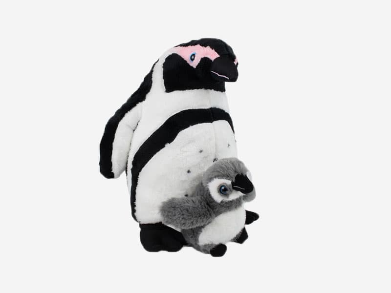 Mother And Baby African Penguin